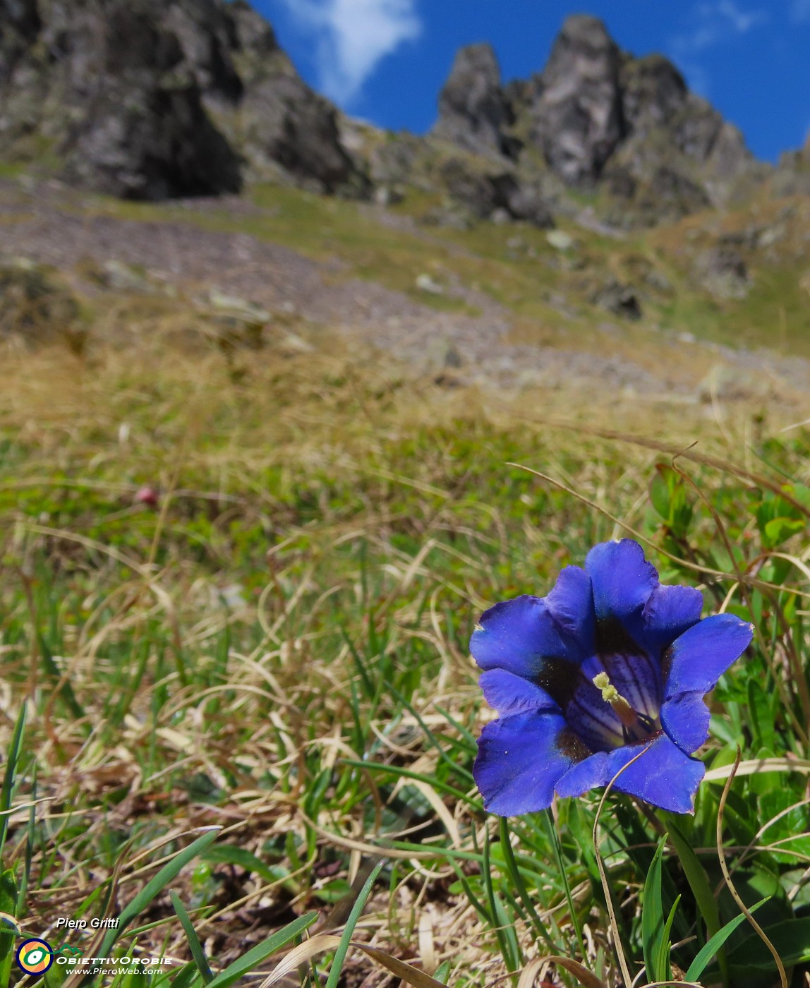 46 Gentiana acaulis-Genziana di Koch con vista in Valletto.JPG